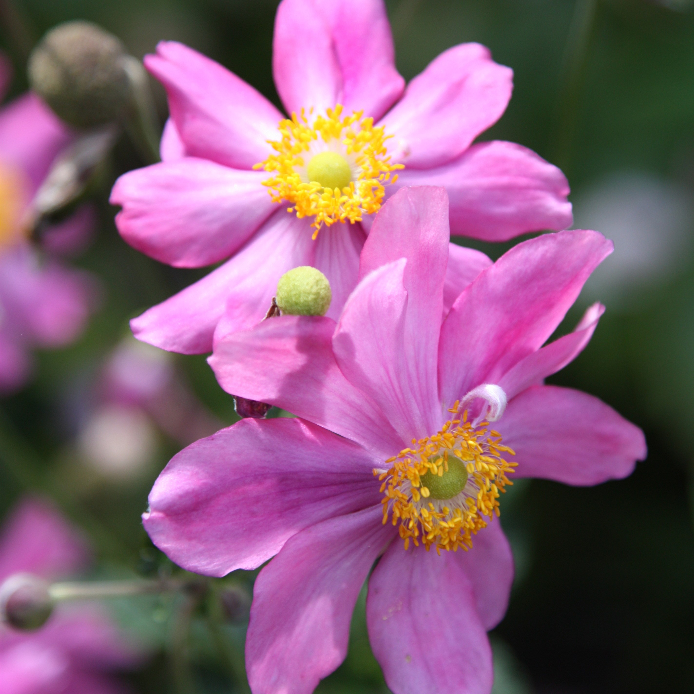 <i>Anemone hupehensis</i> var. <i>japonica</i> 'Prinz Heinrich'