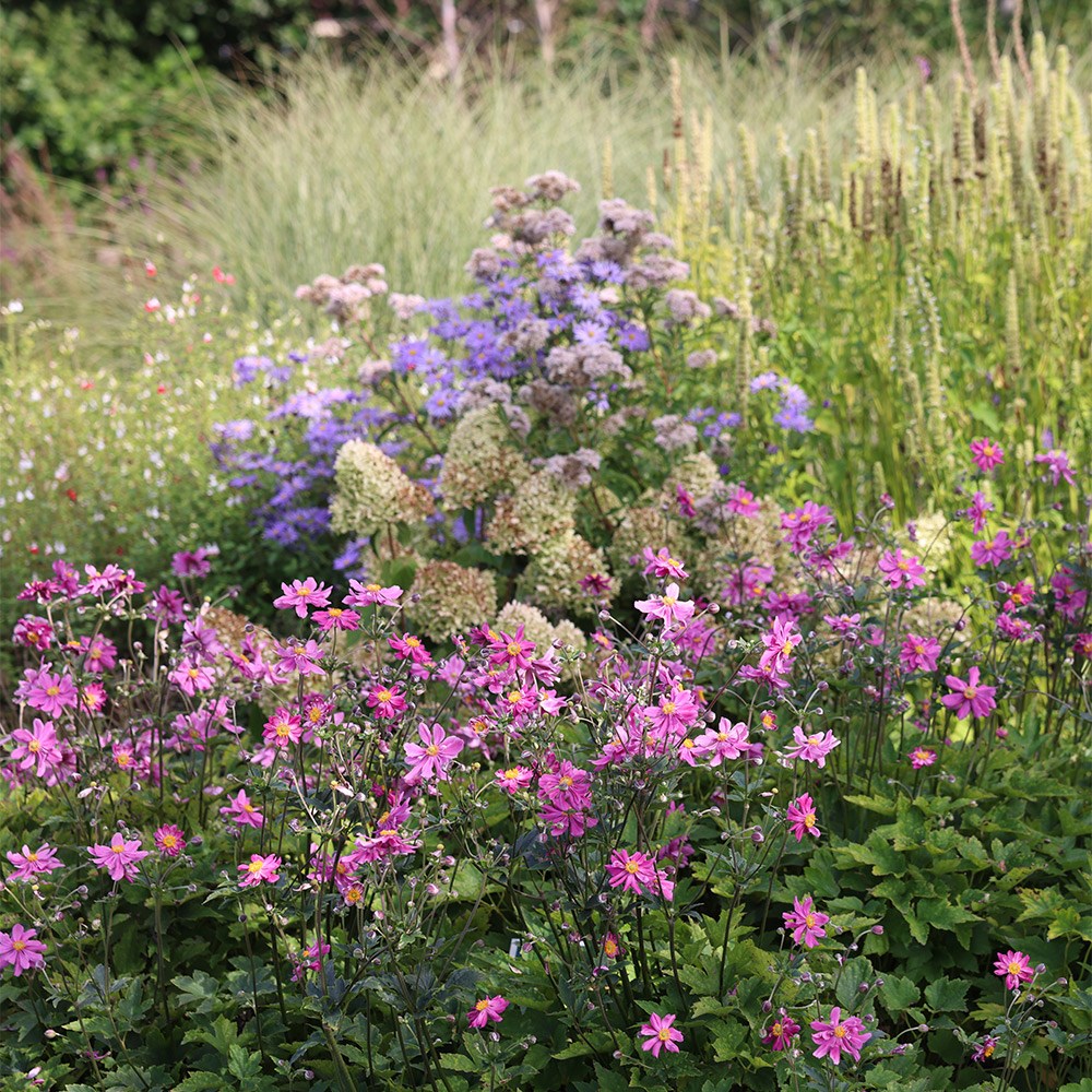 <i>Anemone hupehensis</i> var. <i>japonica</i> 'Prinz Heinrich'