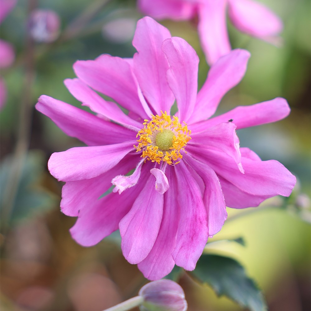 <i>Anemone hupehensis</i> var. <i>japonica</i> 'Prinz Heinrich'