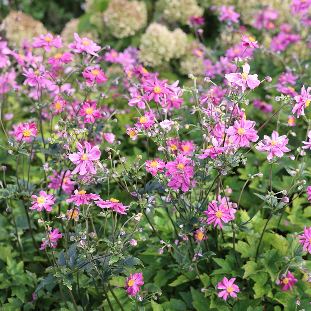 <i>Anemone hupehensis</i> var. <i>japonica</i> 'Prinz Heinrich'