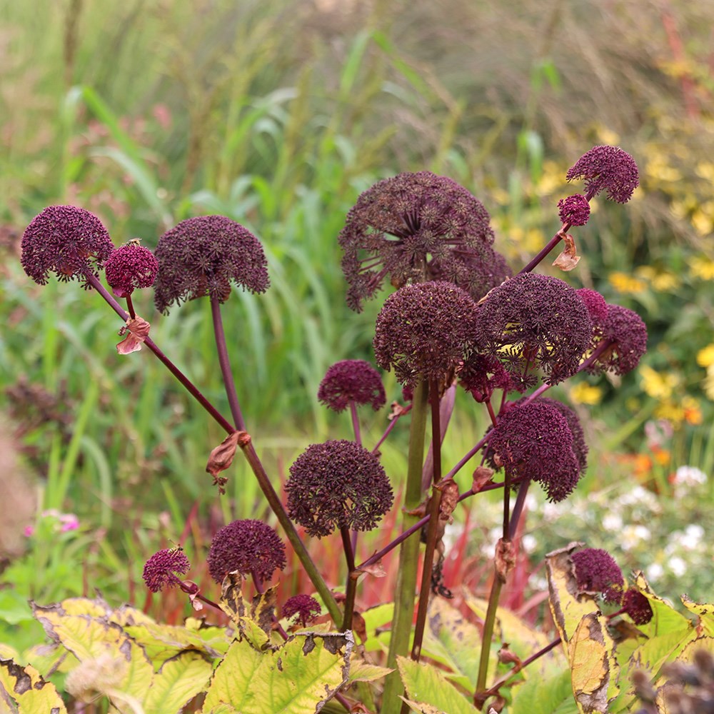 <i>Angelica gigas</i> 