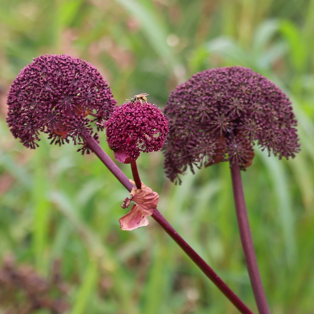 <i>Angelica gigas</i> 