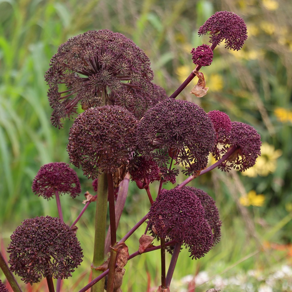 <i>Angelica gigas</i> 