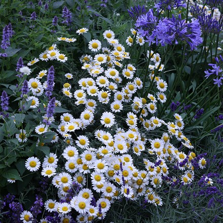 Anthemis tinctoria Sauce Hollandaise