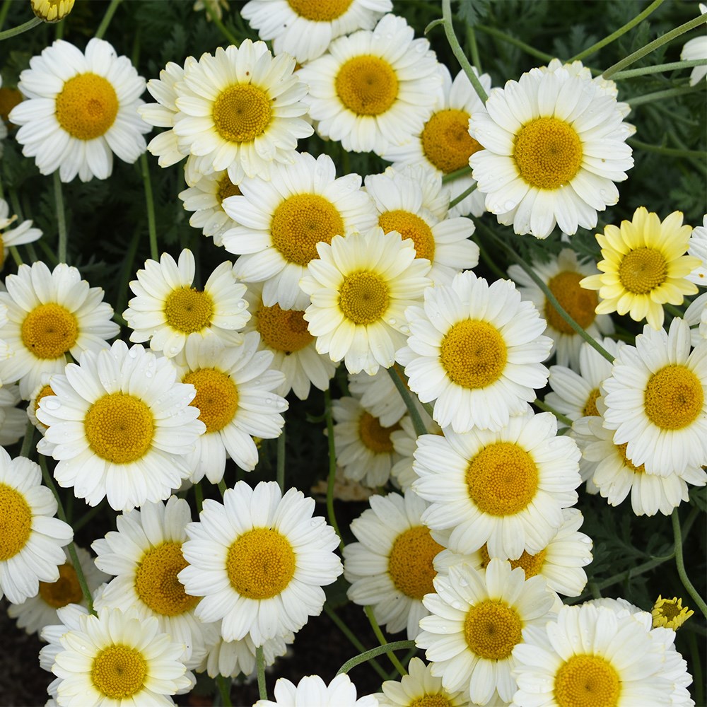 <i>Anthemis tinctoria</i> 'Sauce Hollandaise'