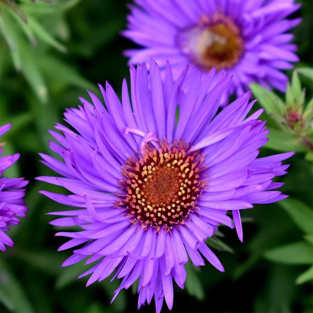 <i>Symphyotrichum novae-angliae</i> 'Purple Dome'