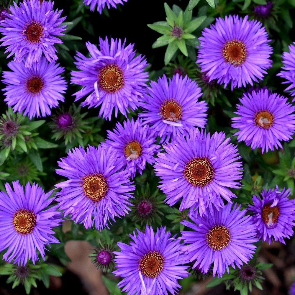 <i>Symphyotrichum novae-angliae</i> 'Purple Dome'