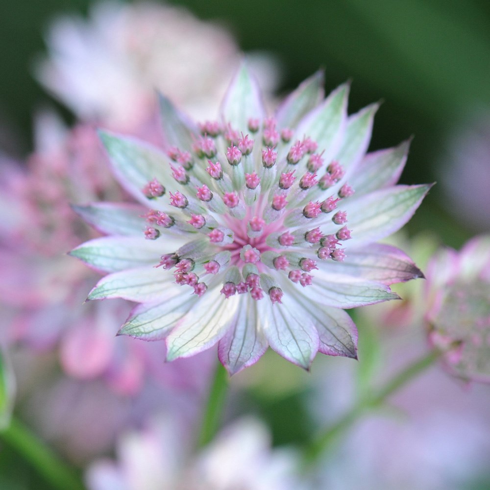 <i>Astrantia</i> 'Buckland'