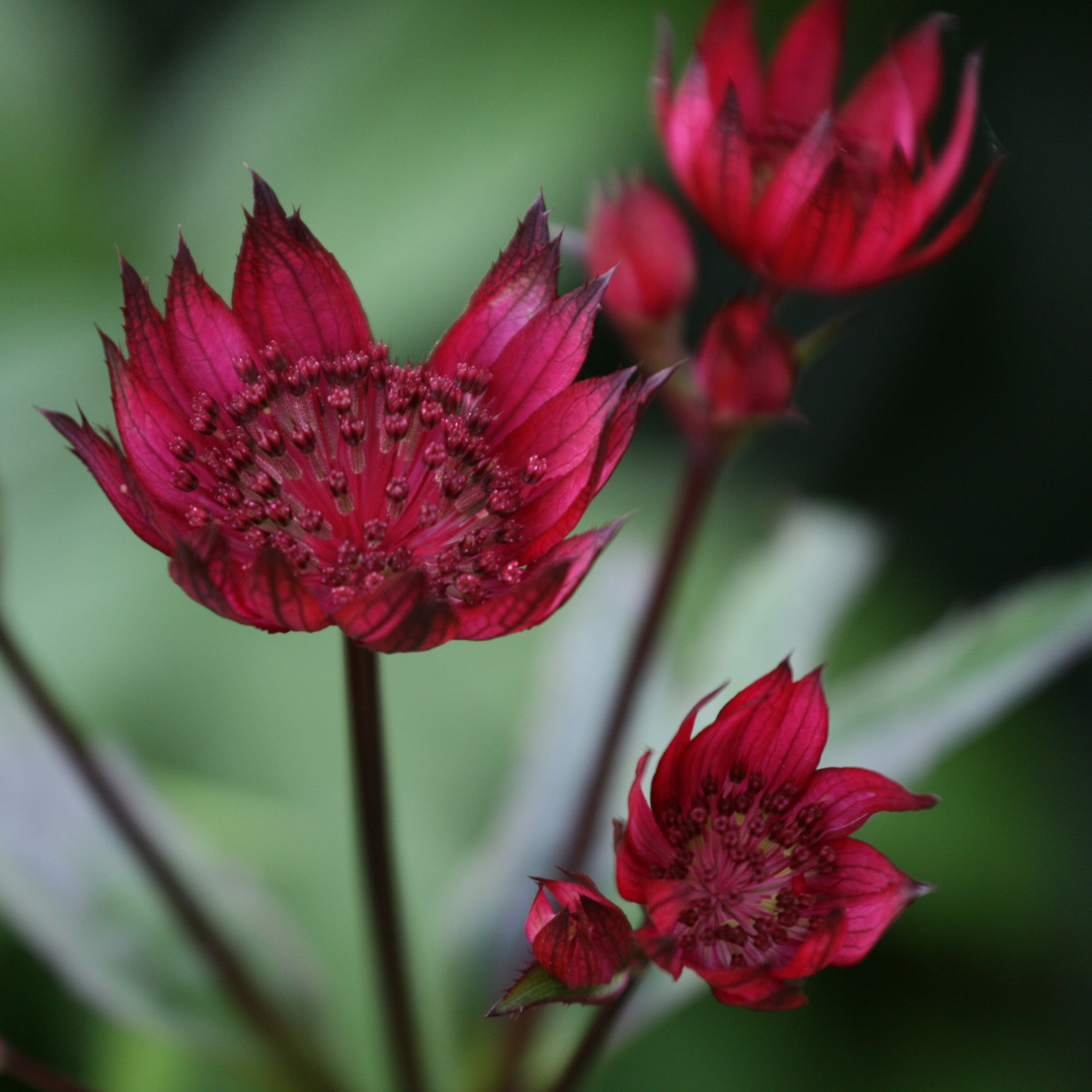 <i>Astrantia major</i> 'Claret'