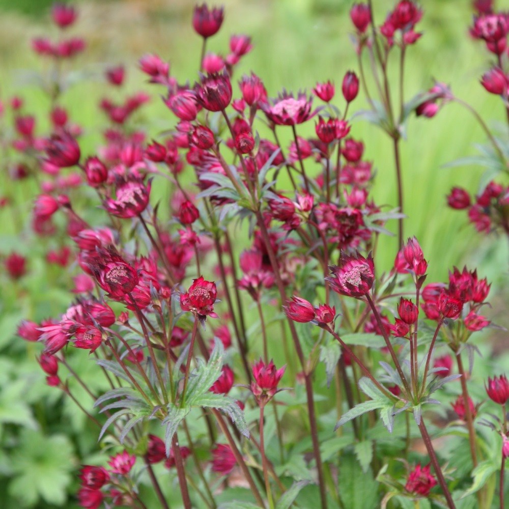 <i>Astrantia major</i> 'Claret'