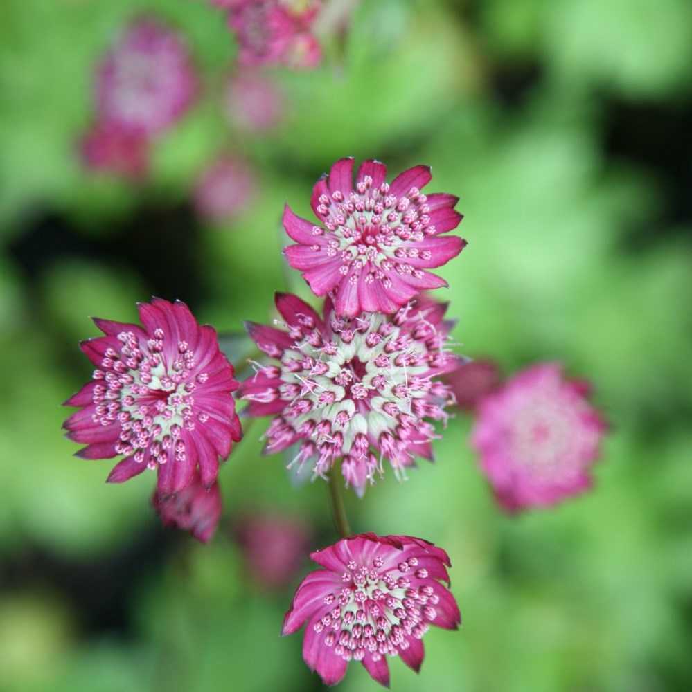 <i>Astrantia major</i> 'Rubra'