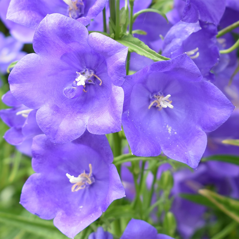 <i>Campanula persicifolia</i> 
