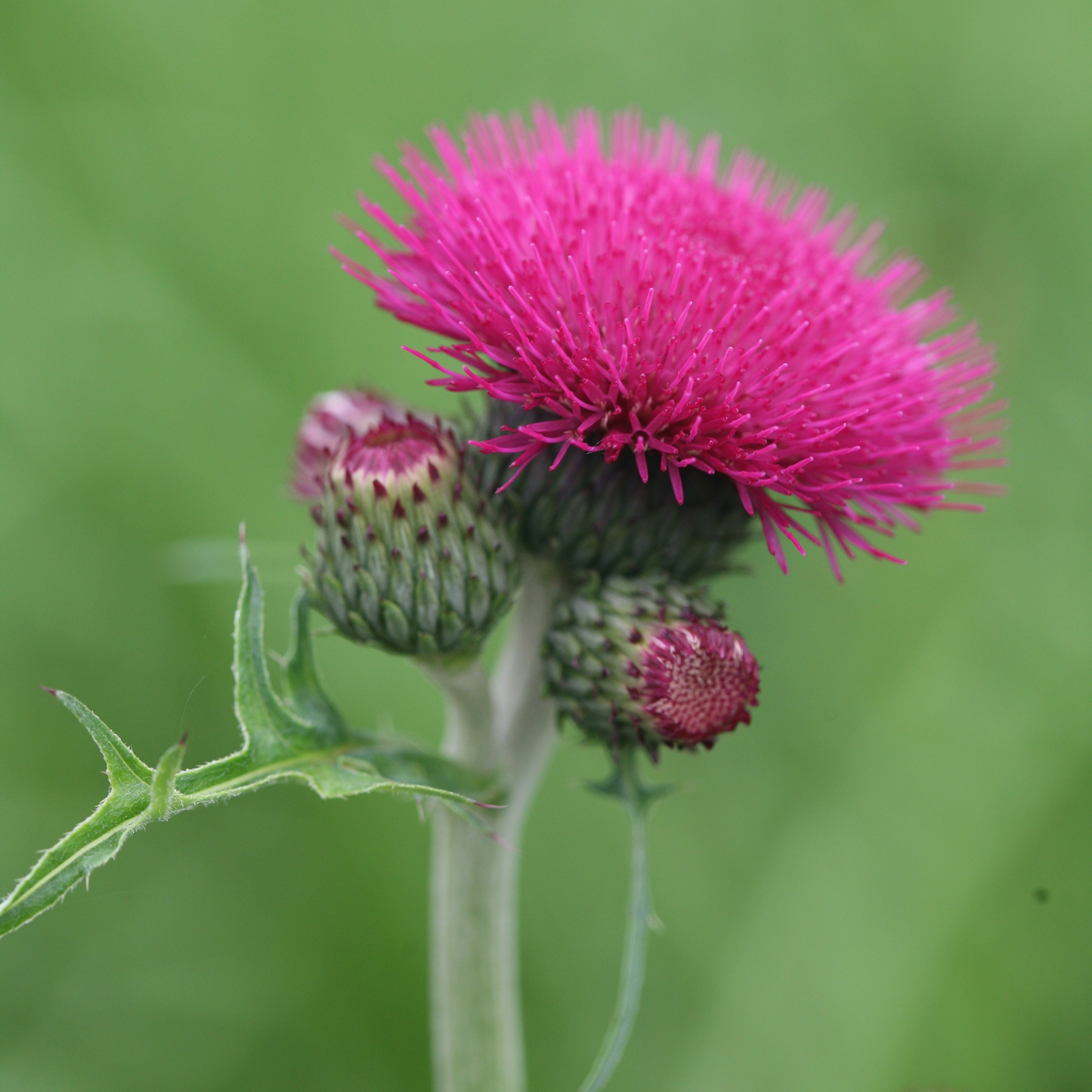 <i>Cirsium rivulare</i> 'Atropurpureum'