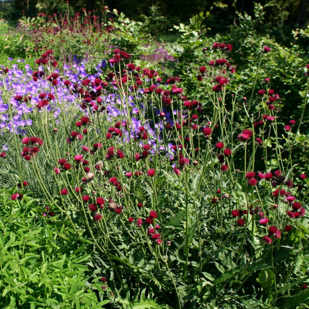 <i>Cirsium rivulare</i> 'Atropurpureum'