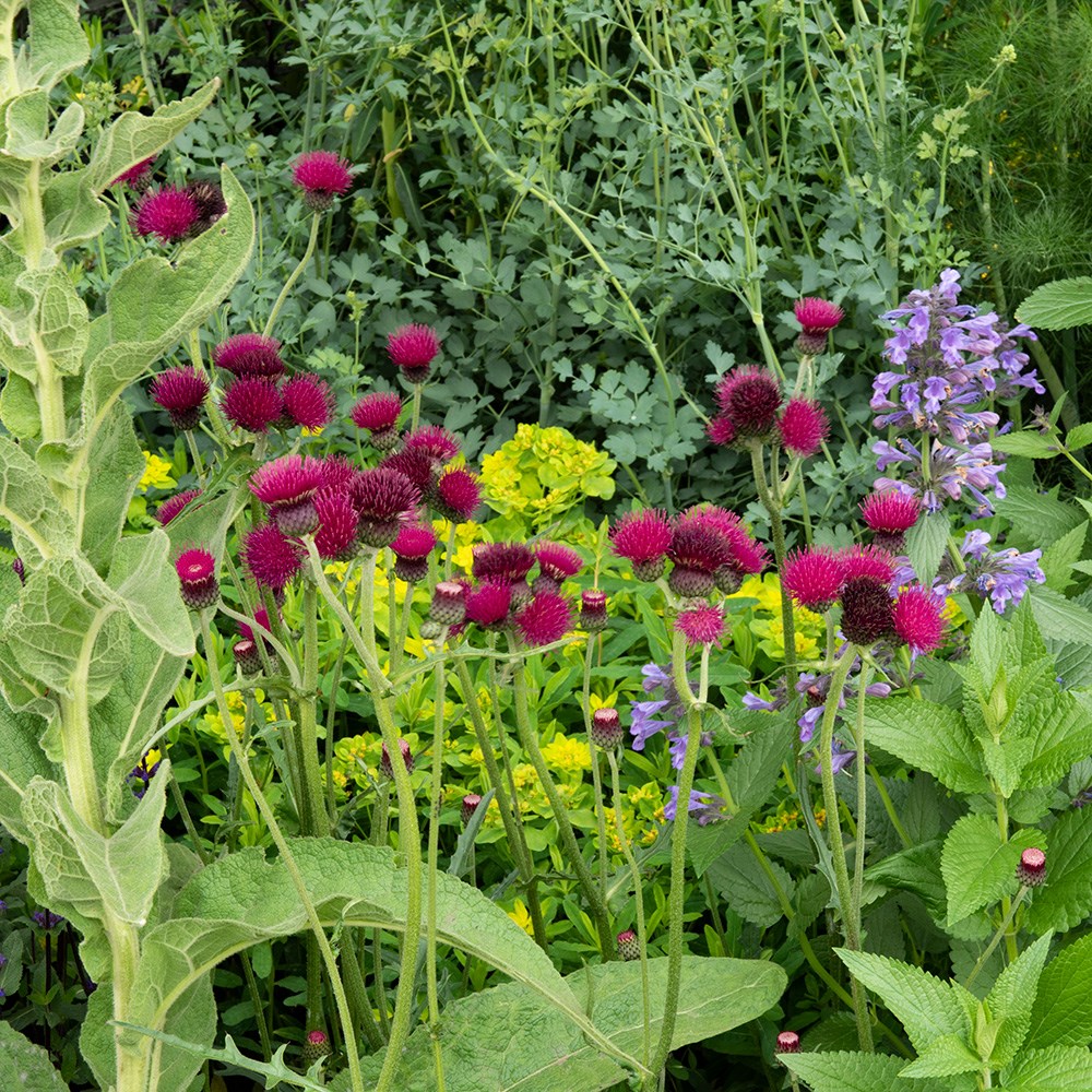 <i>Cirsium rivulare</i> 'Atropurpureum'