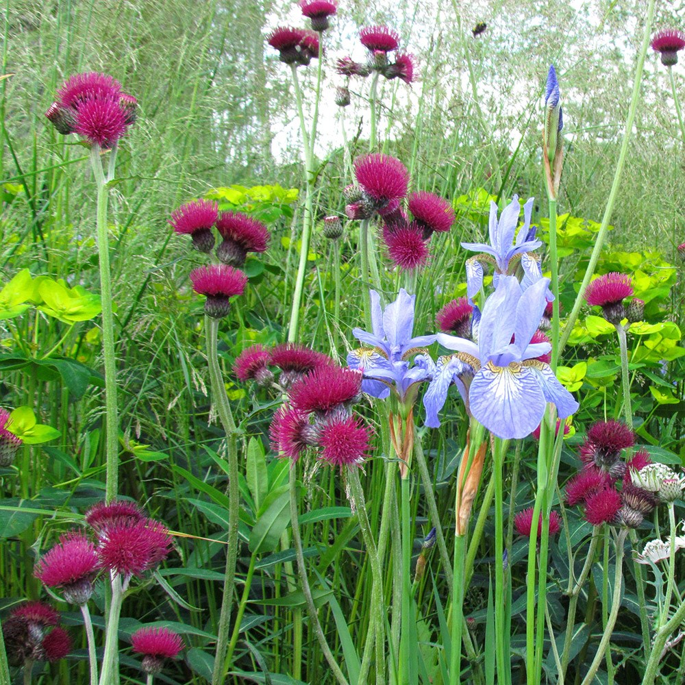<i>Cirsium rivulare</i> 'Atropurpureum'