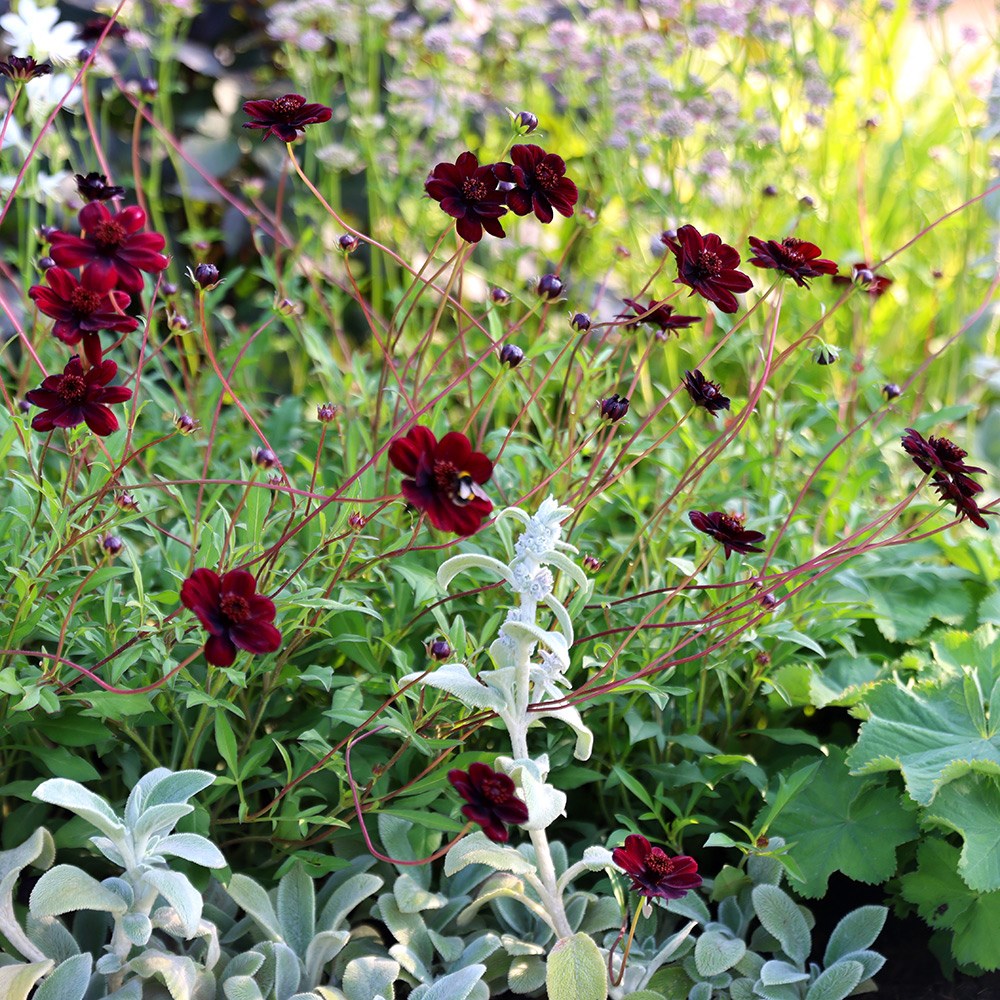 <i>Cosmos atrosanguineus</i> 
