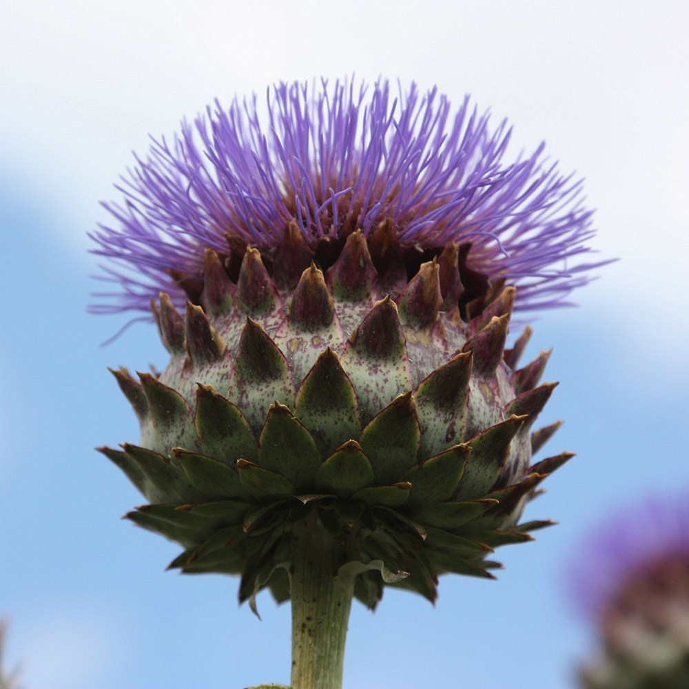 <i>Cynara cardunculus</i> 