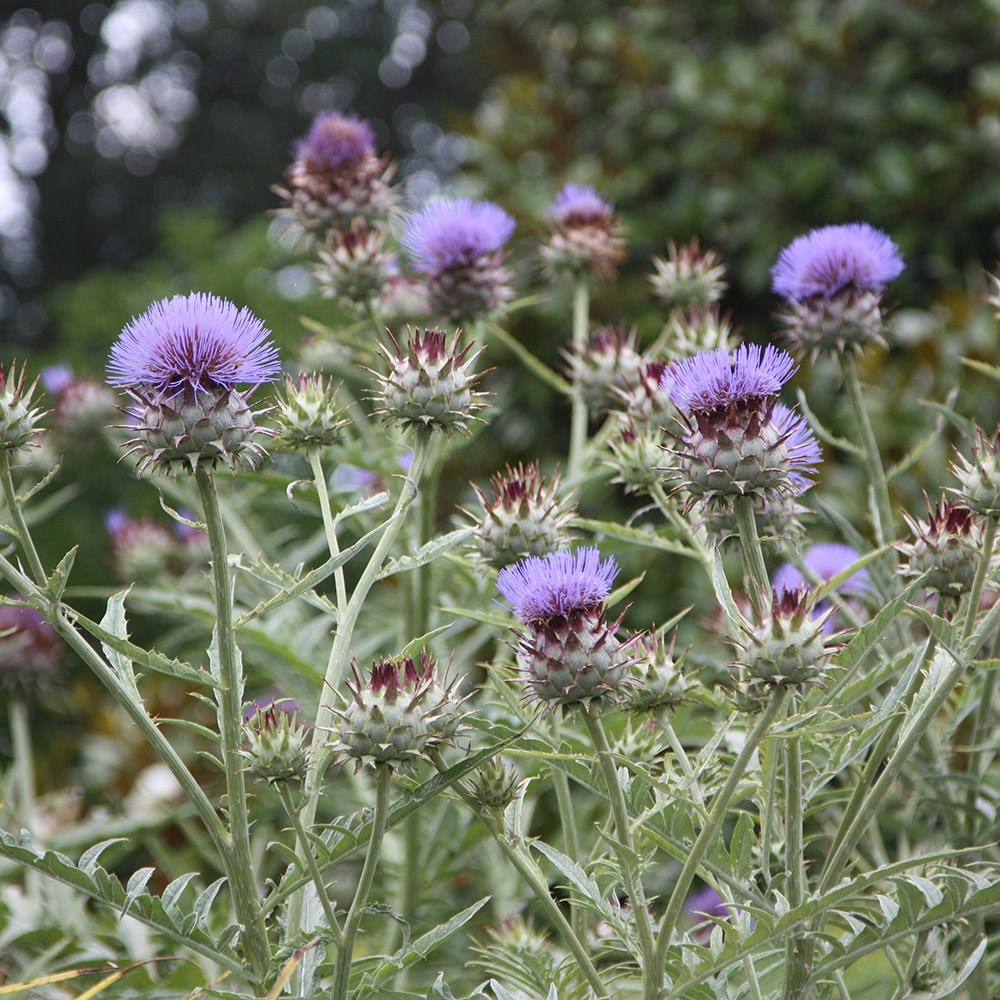 <i>Cynara cardunculus</i> 