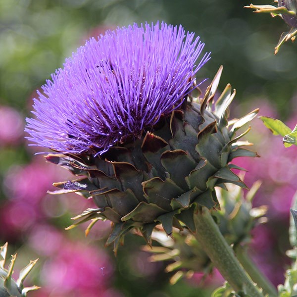 <i>Cynara cardunculus</i> 