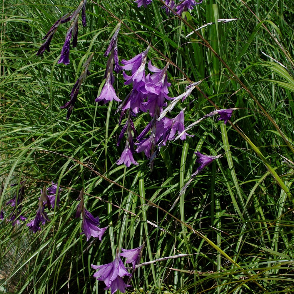 <i>Dierama</I> <b class=small-caps>Blue Belle</b> ('Rowblu') (PBR)
