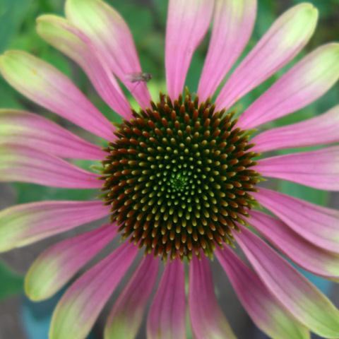 <i>Echinacea</i> 'Green Envy' (PBR)