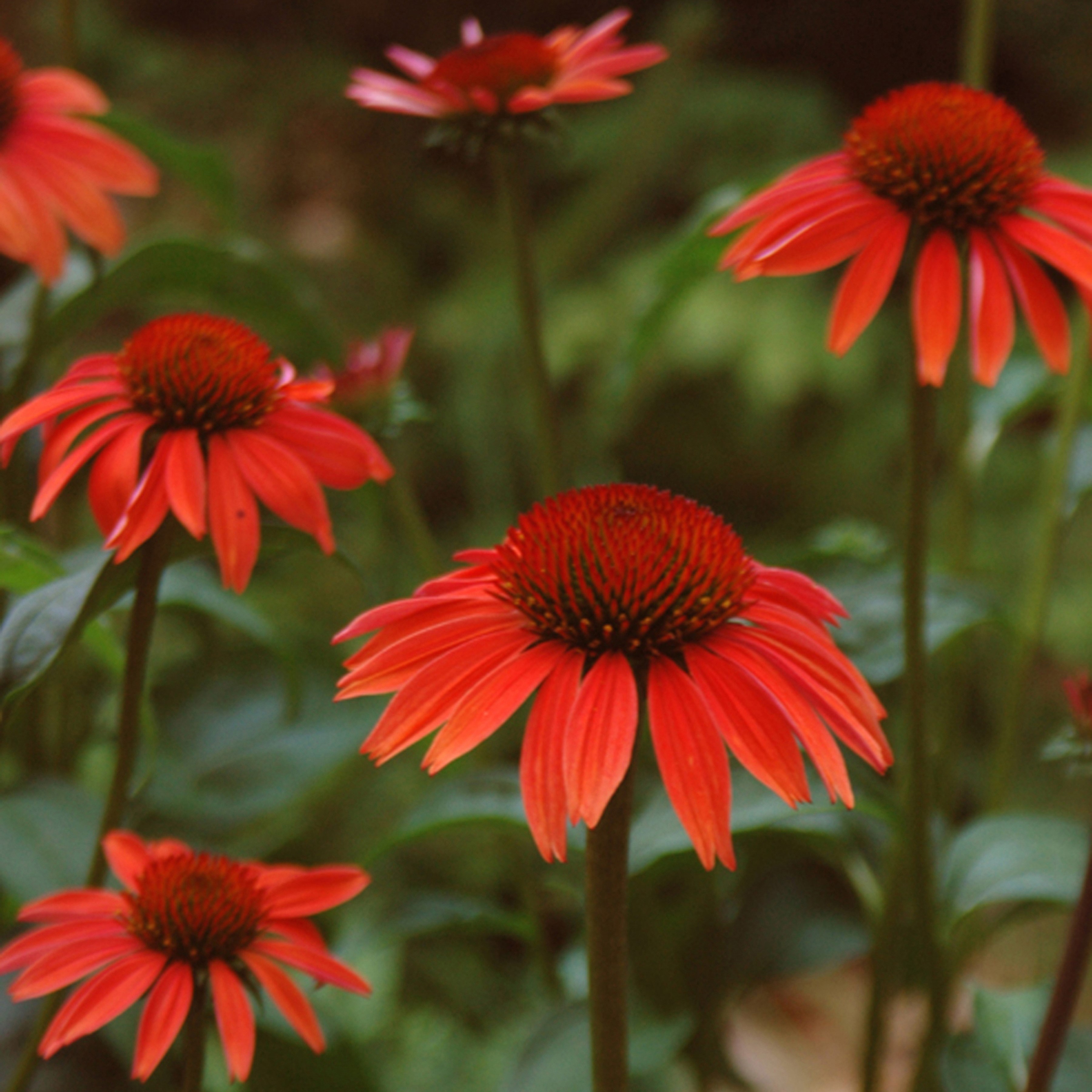 <i>Echinacea</i> 'Sundown' (PBR) (Big Sky Series)