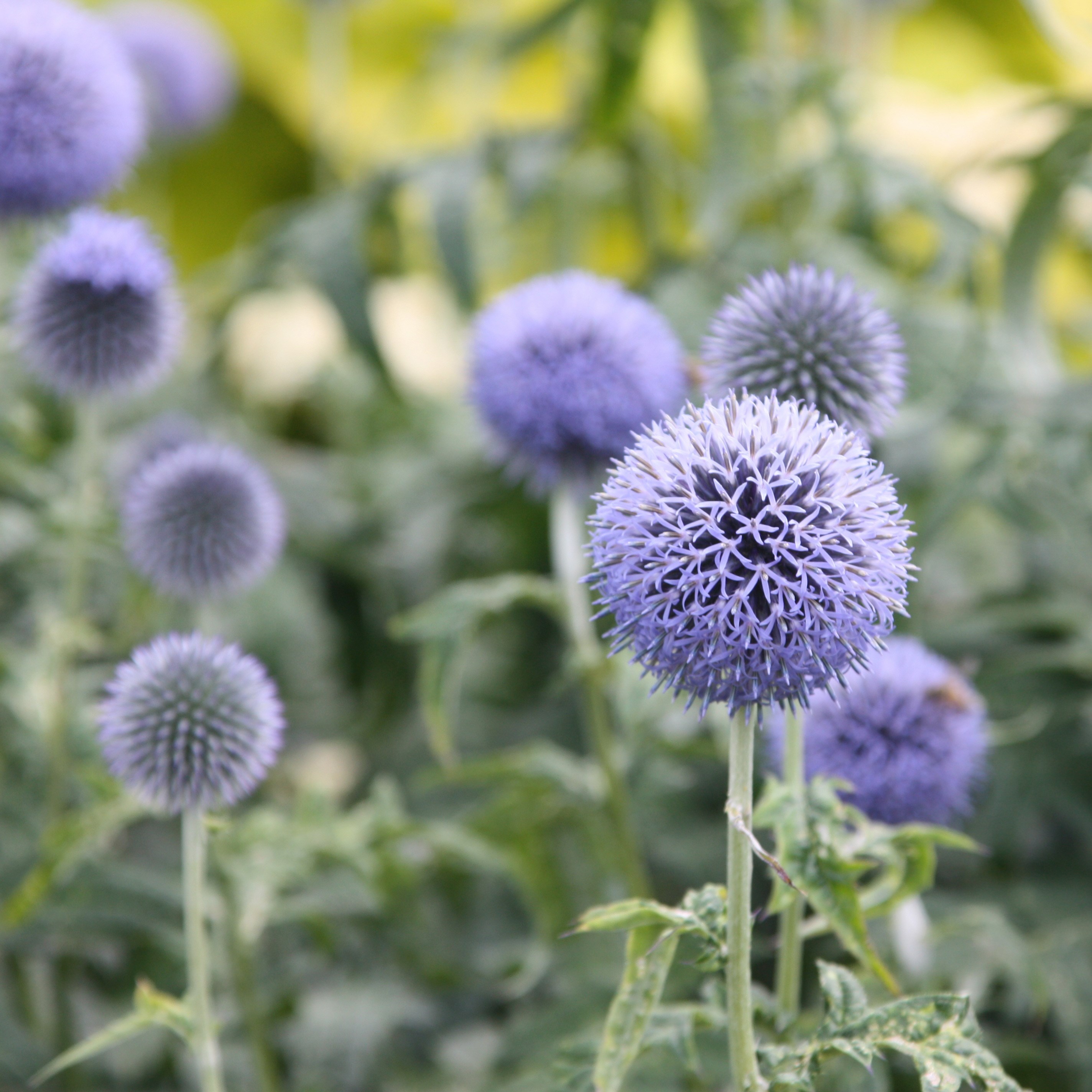 <i>Echinops bannaticus</i> 'Taplow Blue'