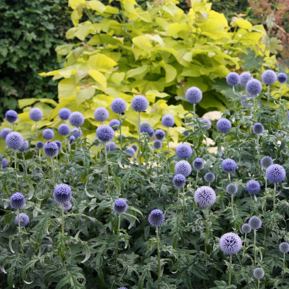 <i>Echinops bannaticus</i> 'Taplow Blue'