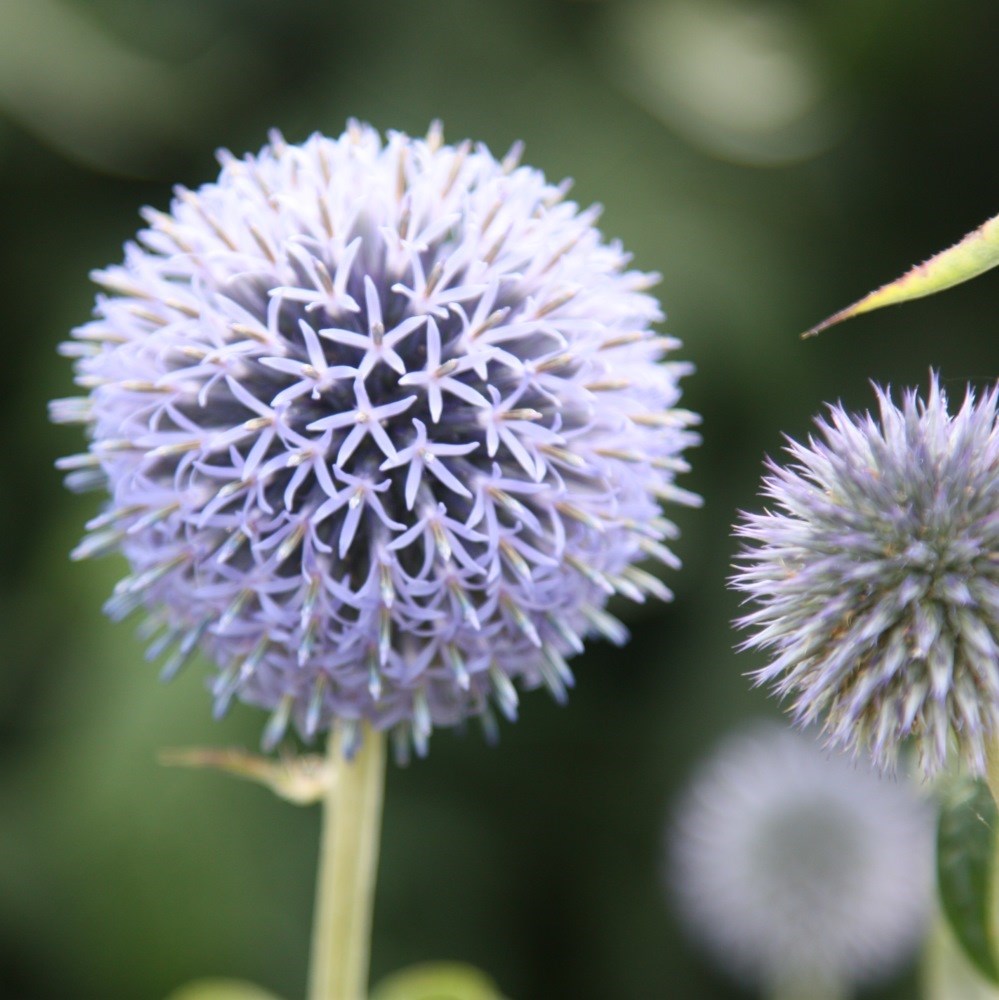<i>Echinops bannaticus</i> 'Taplow Blue'
