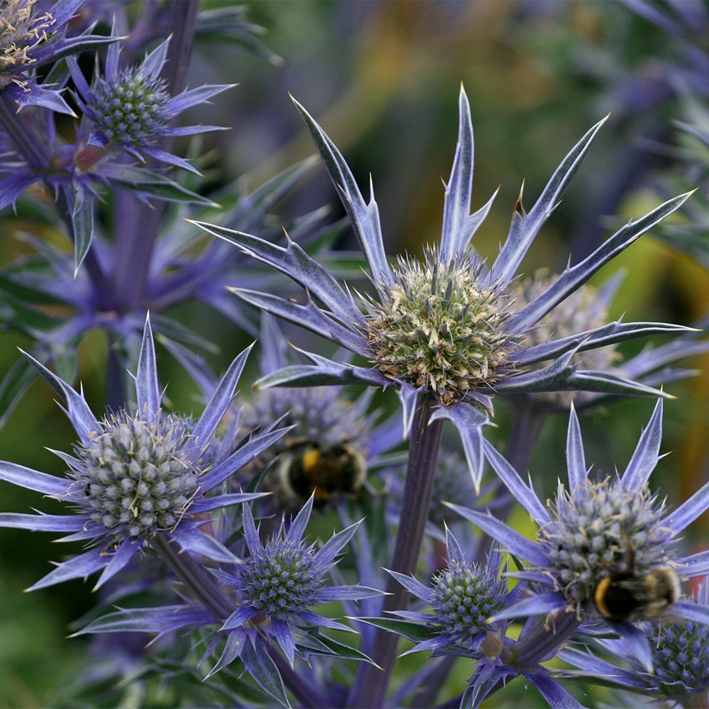 <i>Eryngium bourgatii</i> <b class=small-caps>Picos Amethyst</b> ('Mackpam') (PBR)