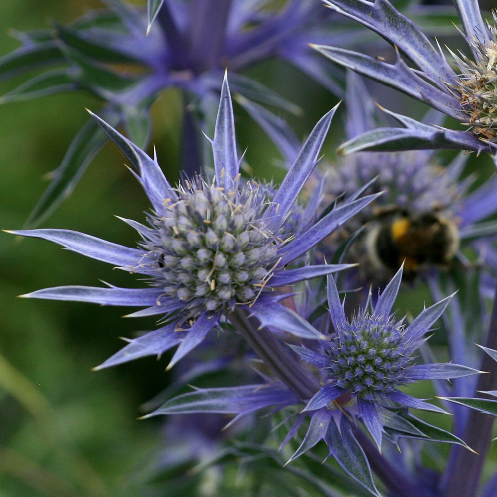 <i>Eryngium bourgatii</i> <b class=small-caps>Picos Amethyst</b> ('Mackpam') (PBR)