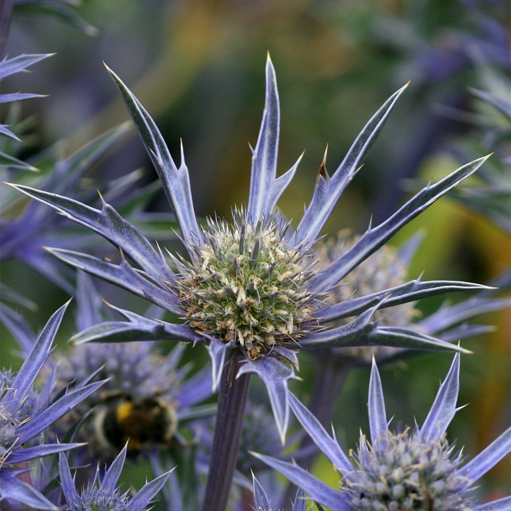 <i>Eryngium bourgatii</i> <b class=small-caps>Picos Amethyst</b> ('Mackpam') (PBR)