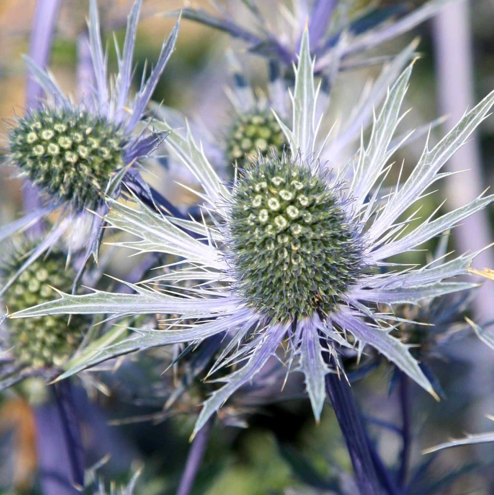 <i>Eryngium</i> × <i>zabelii</i> 'Jos Eijking'