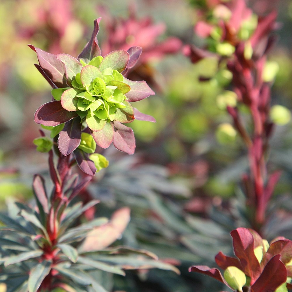 <i>Euphorbia amygdaloides</i> 'Purpurea'