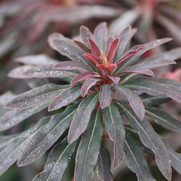 <i>Euphorbia amygdaloides</i> 'Purpurea'
