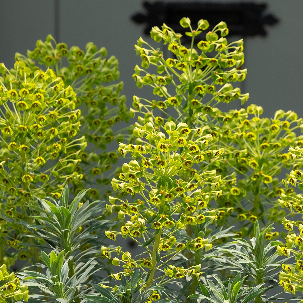 <i>Euphorbia</i> × <i>martini</i>
