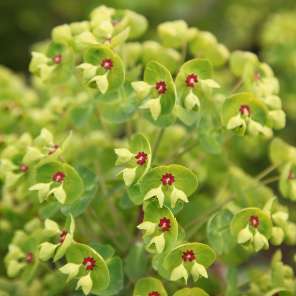 <i>Euphorbia</i> × <i>martini</i>