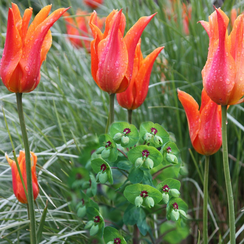 <i>Euphorbia</i> × <i>martini</i>