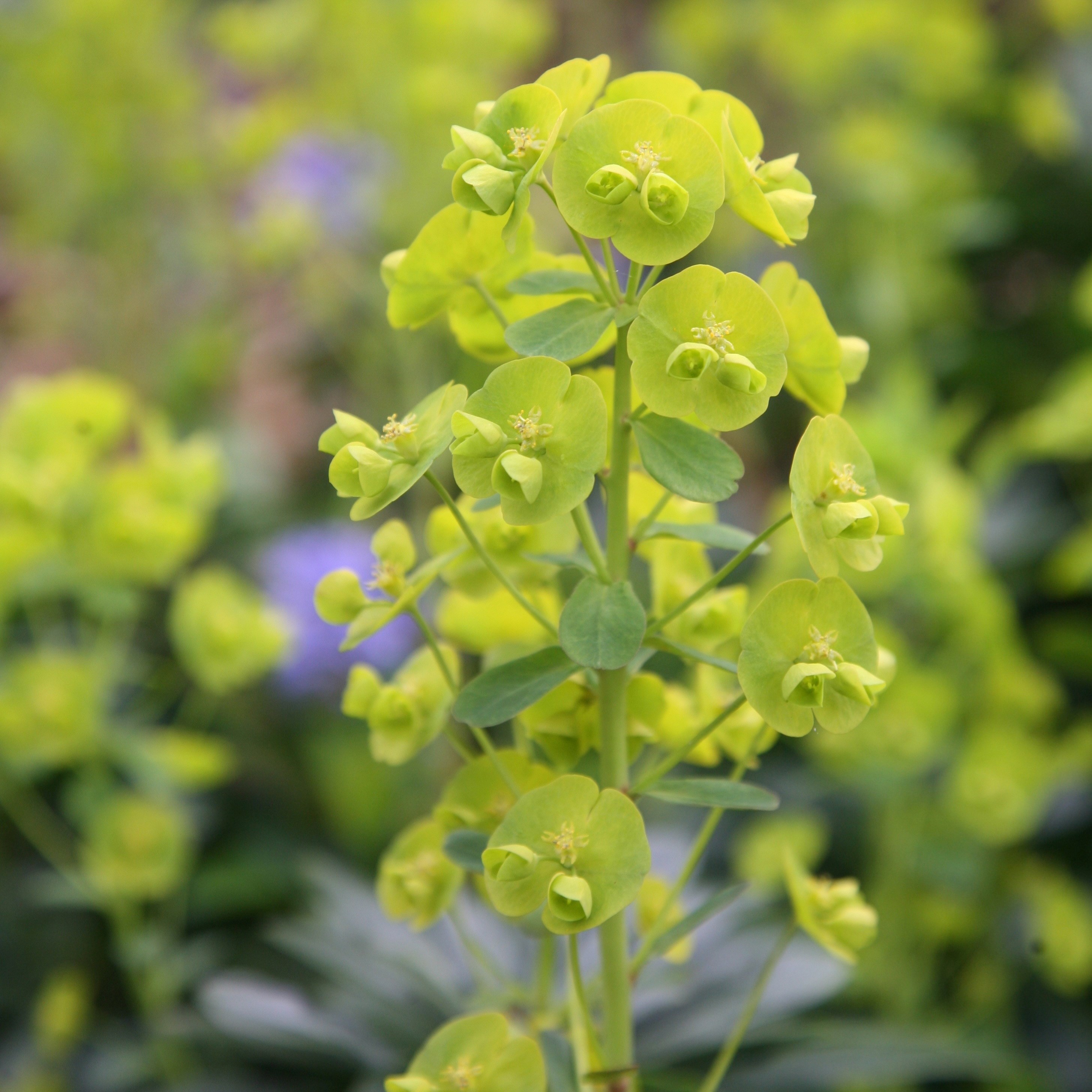 <i>Euphorbia amygdaloides</i> var. <i>robbiae</i>
