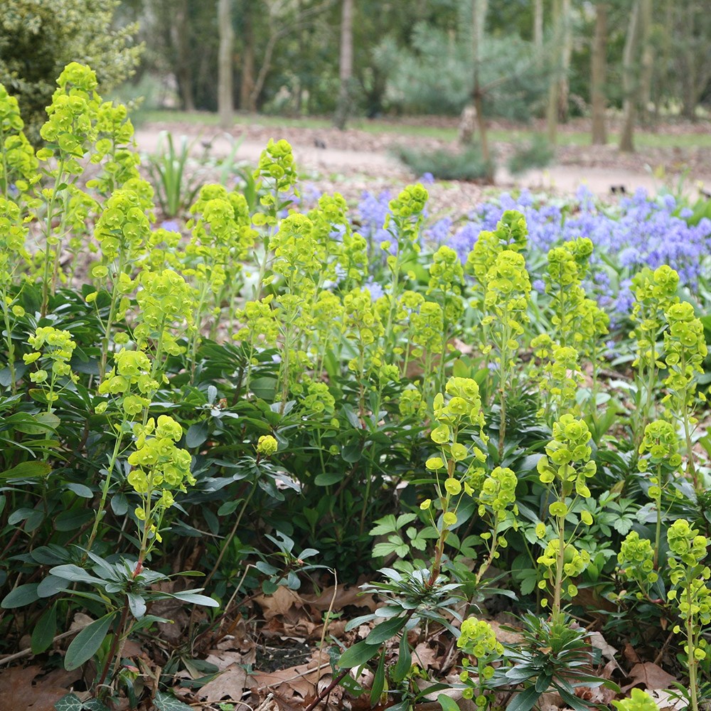 <i>Euphorbia amygdaloides</i> var. <i>robbiae</i>