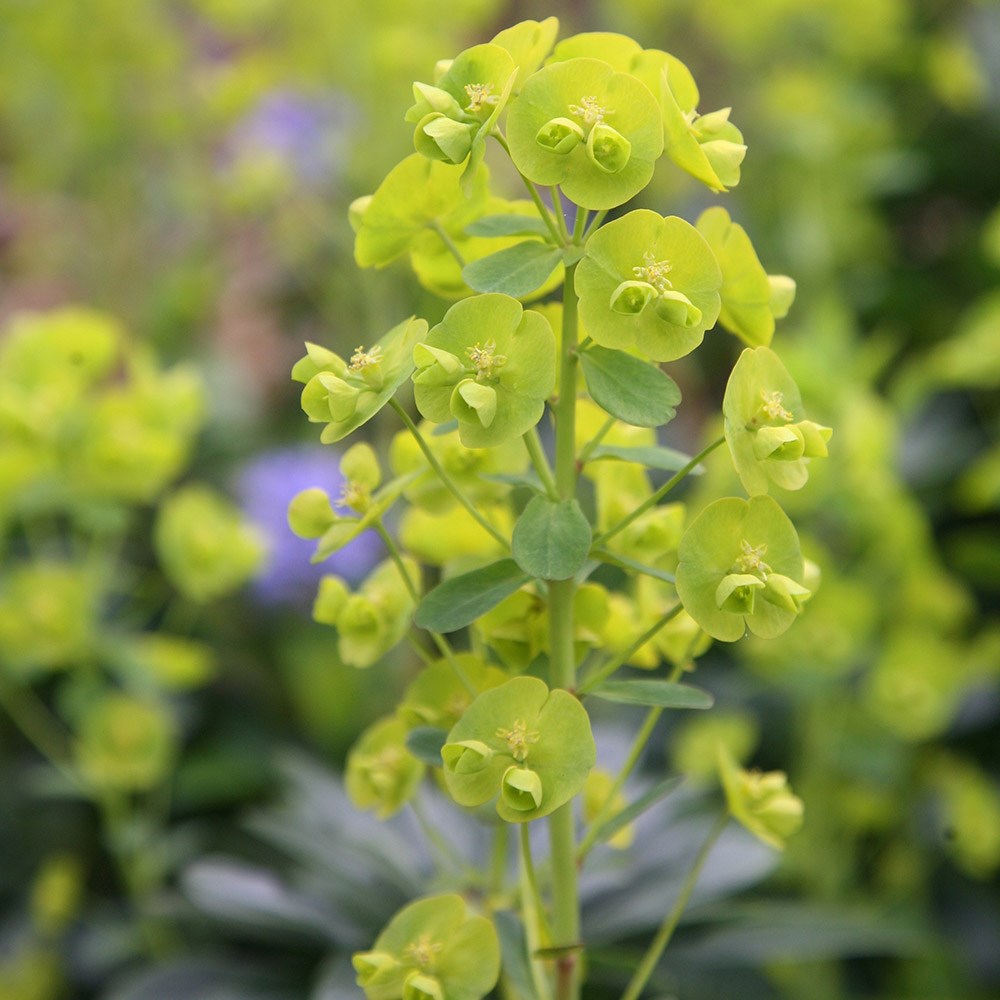 <i>Euphorbia amygdaloides</i> var. <i>robbiae</i>