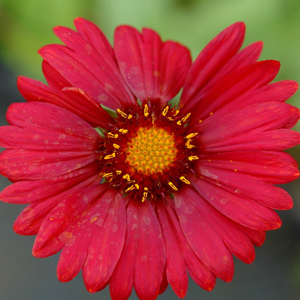 <i>Gaillardia</i> × <i>grandiflora</i> 'Burgunder'