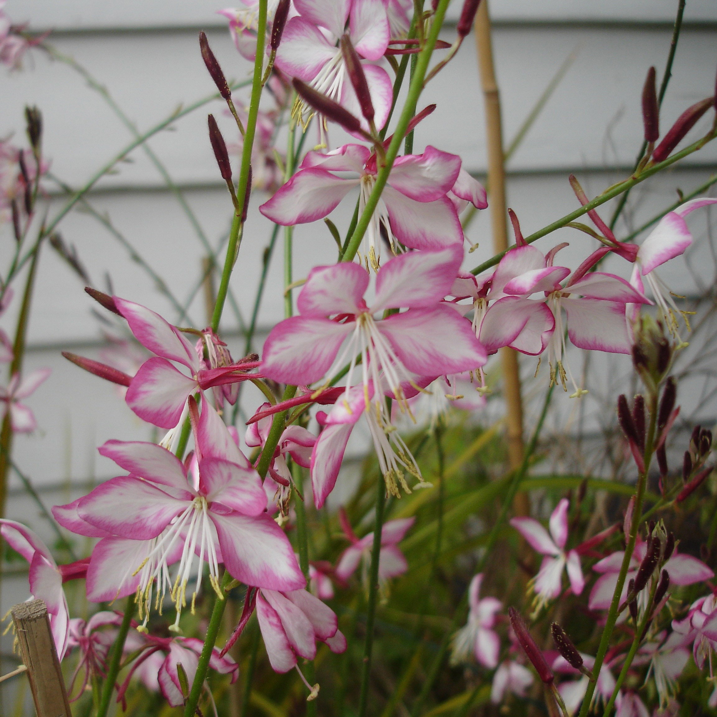 <i>Oenothera lindheimeri</i> <b class=small-caps>Rosyjane</b> ('Harrosy') (PBR)