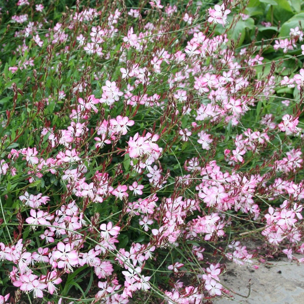 <i>Oenothera lindheimeri</i> <b class=small-caps>Rosyjane</b> ('Harrosy') (PBR)