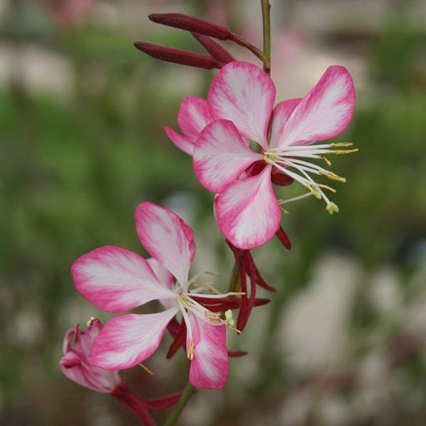 <i>Oenothera lindheimeri</i> <b class=small-caps>Rosyjane</b> ('Harrosy') (PBR)
