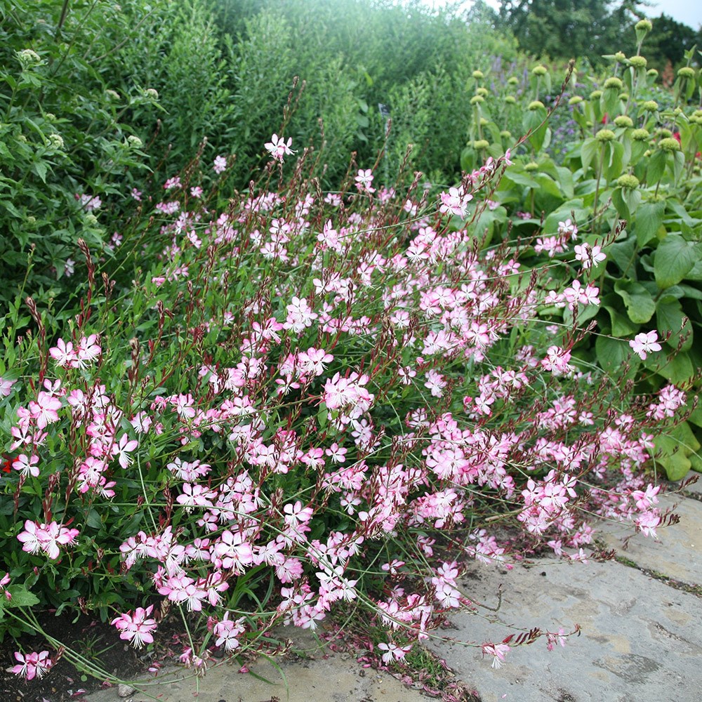 <i>Oenothera lindheimeri</i> <b class=small-caps>Rosyjane</b> ('Harrosy') (PBR)