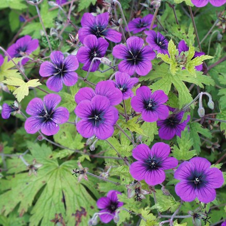 <i>Geranium</i> 'Ann Folkard'