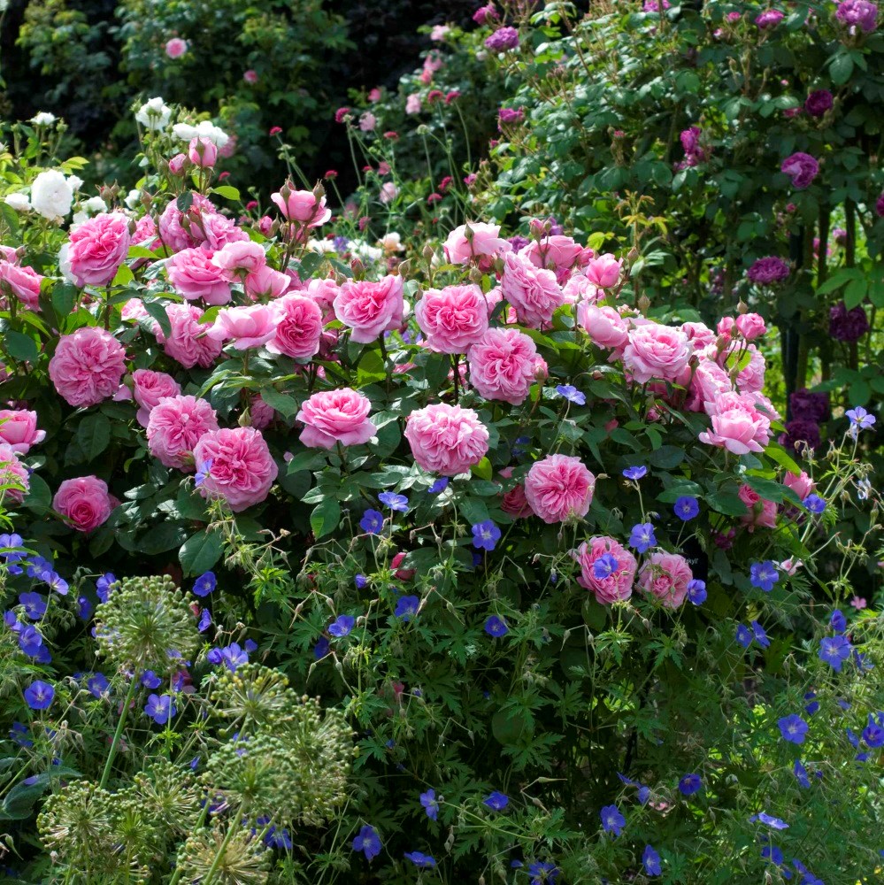 <i>Geranium</i> 'Brookside'