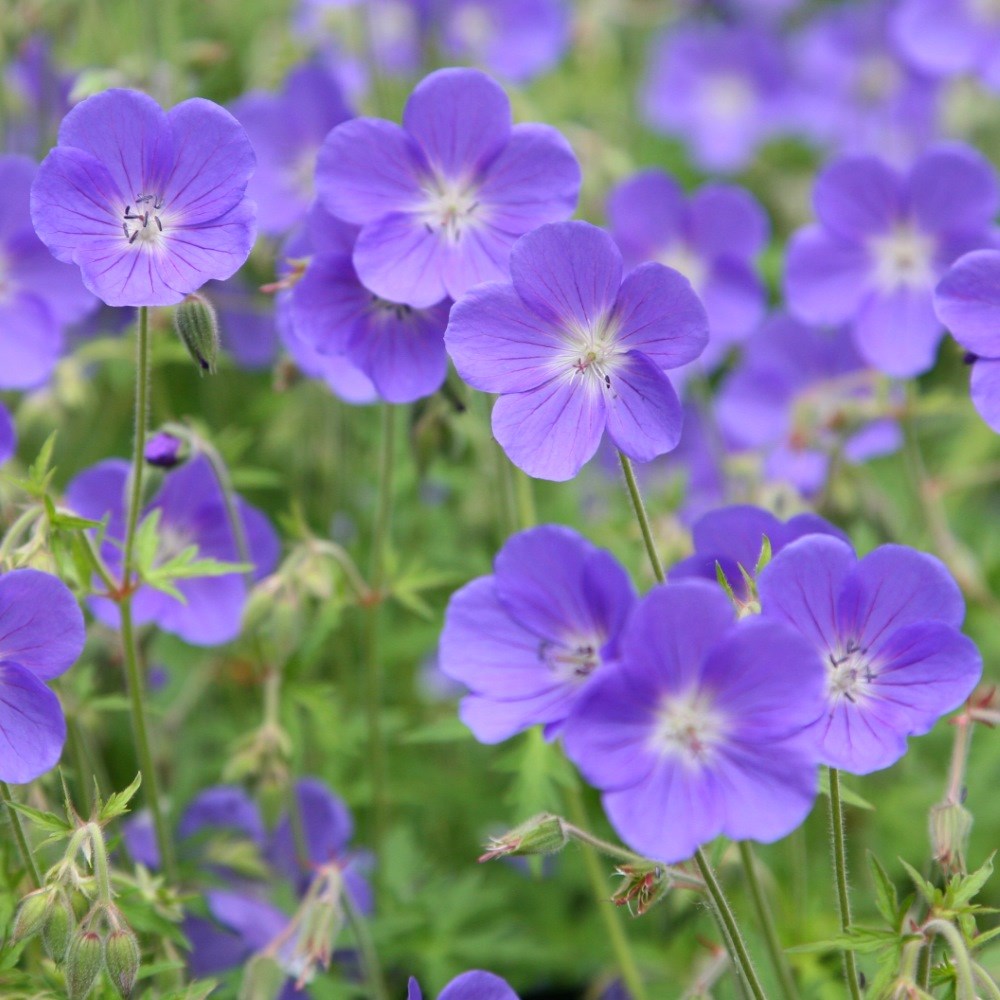 <i>Geranium</i> 'Brookside'